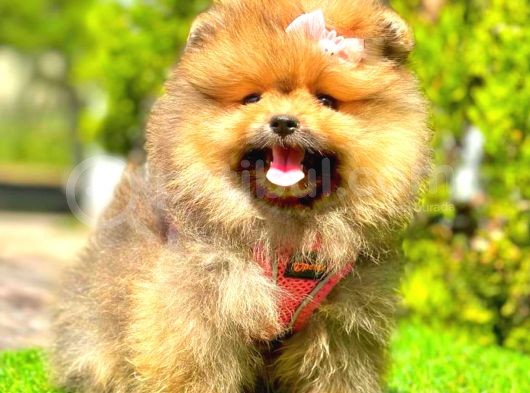 Orange Sable Di̇şi̇ Pomerani̇an Boo