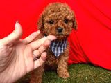 Kore Kan Mi̇ni̇ Toy Poodle Yavrularimiz