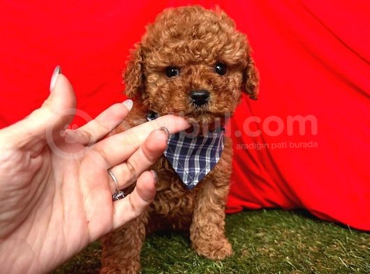 Kore Kan Mi̇ni̇ Toy Poodle Yavrularimiz görsel