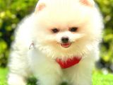 Kusursuz Karbeyaz Pomerani̇an Boo
