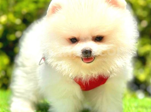 Kusursuz Karbeyaz Pomerani̇an Boo görsel