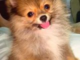 TEACUP MİNİ BOY DİŞİ POMERANİAN BOO