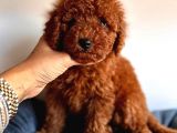 Üst Kali̇te Toy Poodle Red