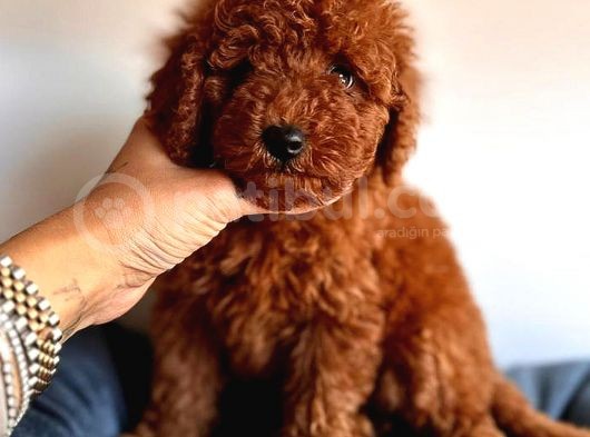 Üst Kali̇te Toy Poodle Red görsel