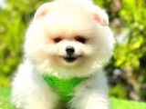 Teddy Face Pomerani̇an Boo