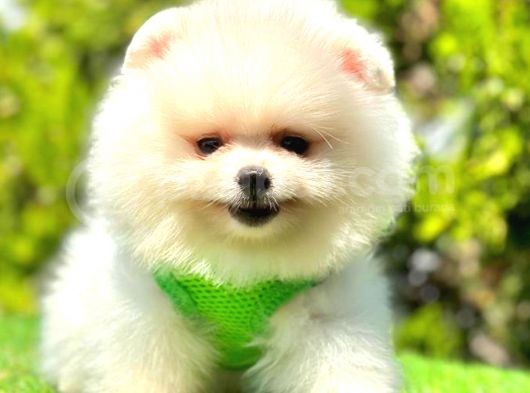 Teddy Face Pomerani̇an Boo görsel