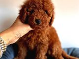 ÜST KALİTE TOY POODLE RED