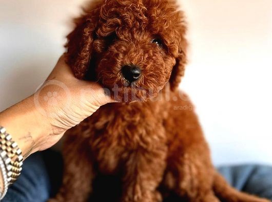 Üst Kali̇te Toy Poodle Red