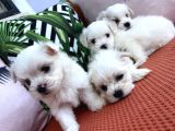 Maltese Bebeklerimiz