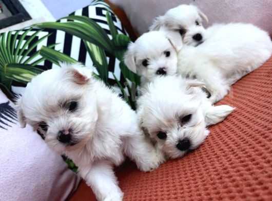 Maltese Bebeklerimiz görsel