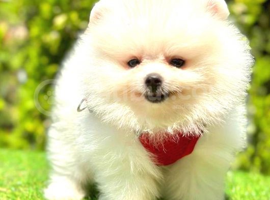 Kusursuz Karbeyaz Pomerani̇an Boo görsel
