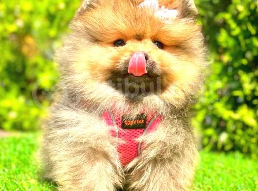 Orange Sable Di̇şi̇ Pomerani̇an Boo görsel