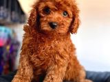 DİŞİ TOY POODLE