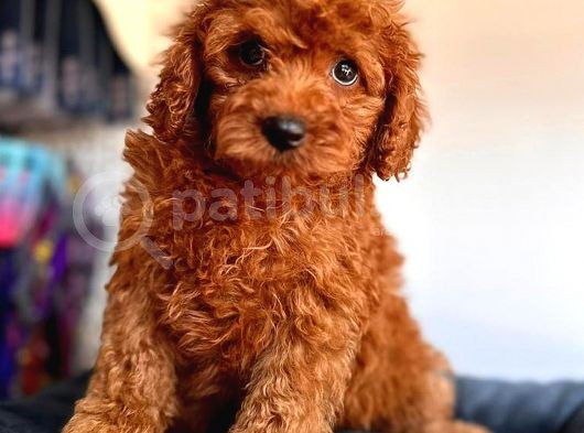 Di̇şi̇ Toy Poodle
