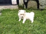 Samoyed Yavrularımız