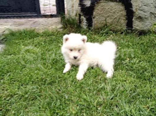 Samoyed Yavrularımız görsel