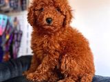 Üst Kali̇te Toy Poodle Red