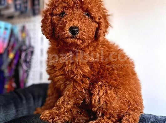 Üst Kali̇te Toy Poodle Red görsel