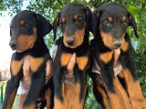 Doberman Yavrular