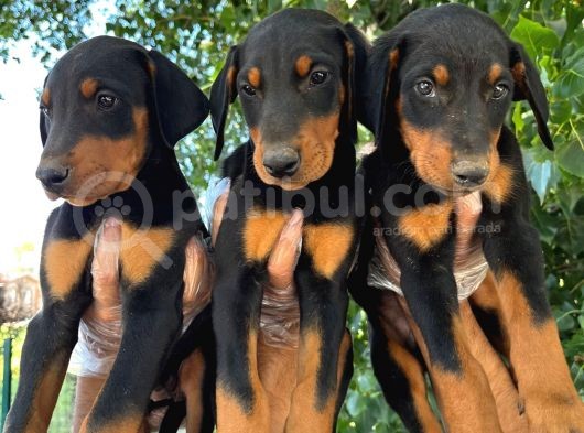 Doberman Yavrular görsel