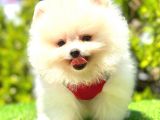 KUSURSUZ KARBEYAZ POMERANİAN BOO
