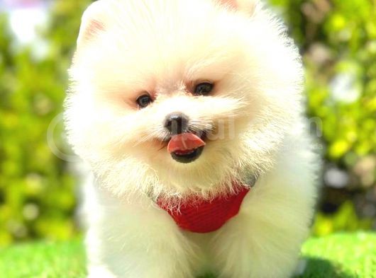 Kusursuz Karbeyaz Pomerani̇an Boo