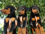Doberman yavrular