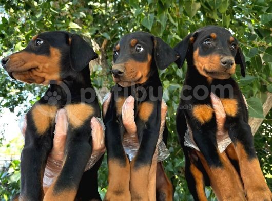 Doberman Yavrular