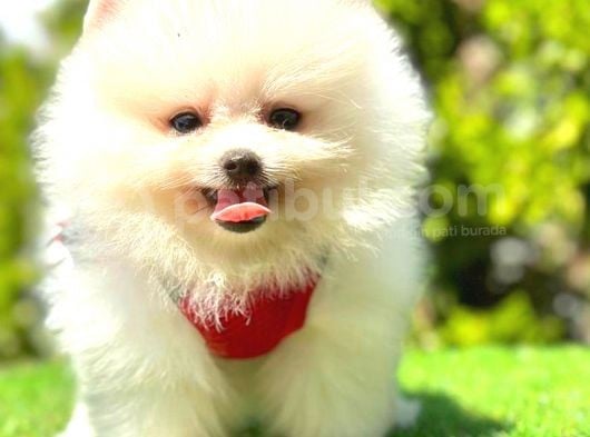 Kusursuz Karbeyaz Pomerani̇an Boo görsel