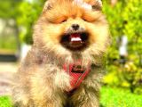 Orange Sable Di̇şi̇ Pomerani̇an Boo