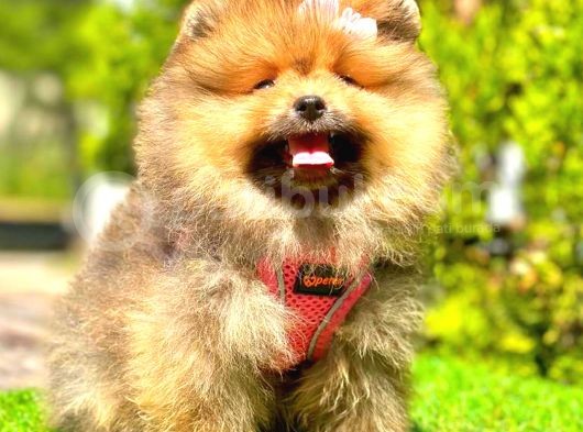 Orange Sable Di̇şi̇ Pomerani̇an Boo görsel