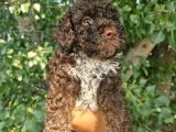 Lagotto yavru bebek