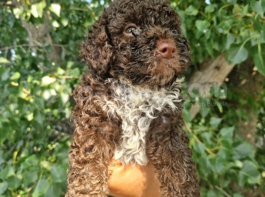 Lagotto Yavru Bebek