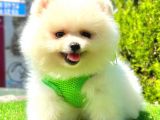 TEDDY FACE POMERANİAN BOO