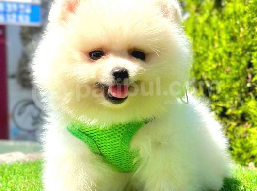 Teddy Face Pomerani̇an Boo