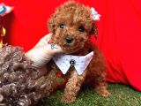 RED BROWN A KALİTE TOY POODLE BEBEKLER