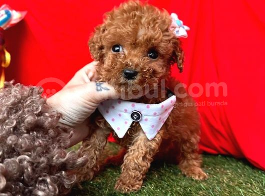 Red Brown A Kali̇te Toy Poodle Bebekler