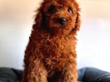 Di̇şi̇ Toy Poodle