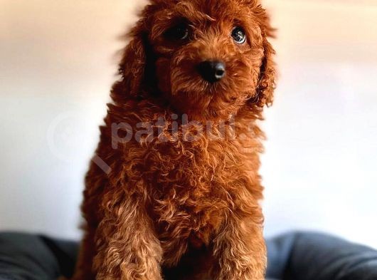Di̇şi̇ Toy Poodle görsel