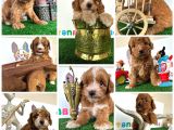 Maltipoo Online Destek Orjinal Safkan tüy dökmez