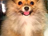 Teacup Mi̇ni̇ Boy Di̇şi̇ Pomerani̇an Boo