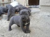 ÜST KALİTE  BLUE CANE CORSO YAVRULAR