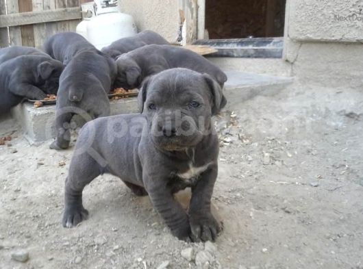 Üst Kali̇te  Blue Cane Corso Yavrular
