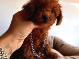 Red Di̇şi̇ Toy Poodle