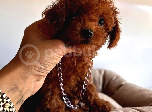 Red Di̇şi̇ Toy Poodle görsel