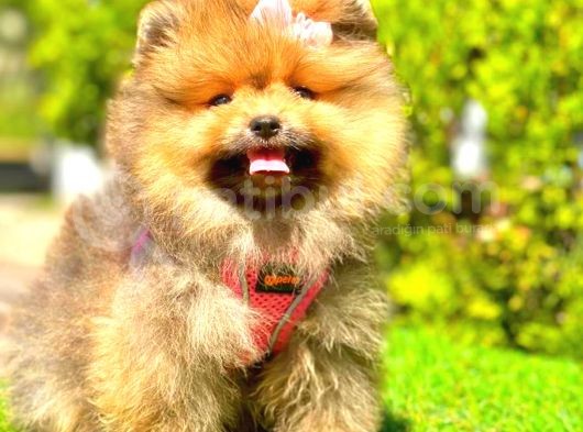 Orange Sable Di̇şi̇ Pomerani̇an Boo görsel
