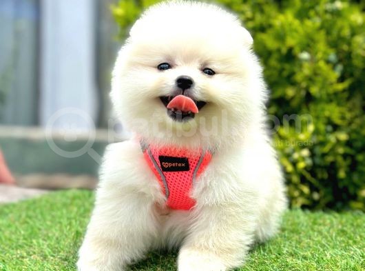 Kore Kan Mi̇ni̇ Toy Poodle Yavrularimiz görsel