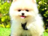 Gülen Yüz Pomerani̇an Boo