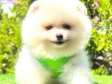 Teddy Face Pomerani̇an Boo