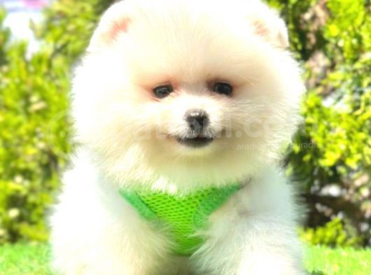 Teddy Face Pomerani̇an Boo görsel